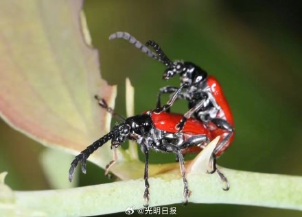 武夷山国家公园公布的34个新物种都有哪些？(图1)