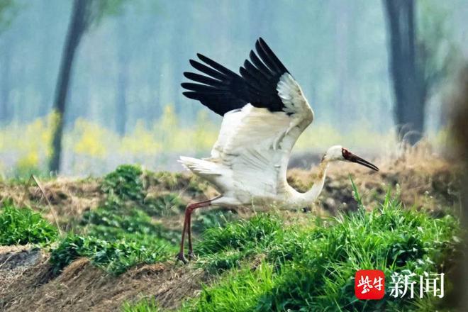 国家一级保护动物白鹤“光临”徐州沛县(图1)