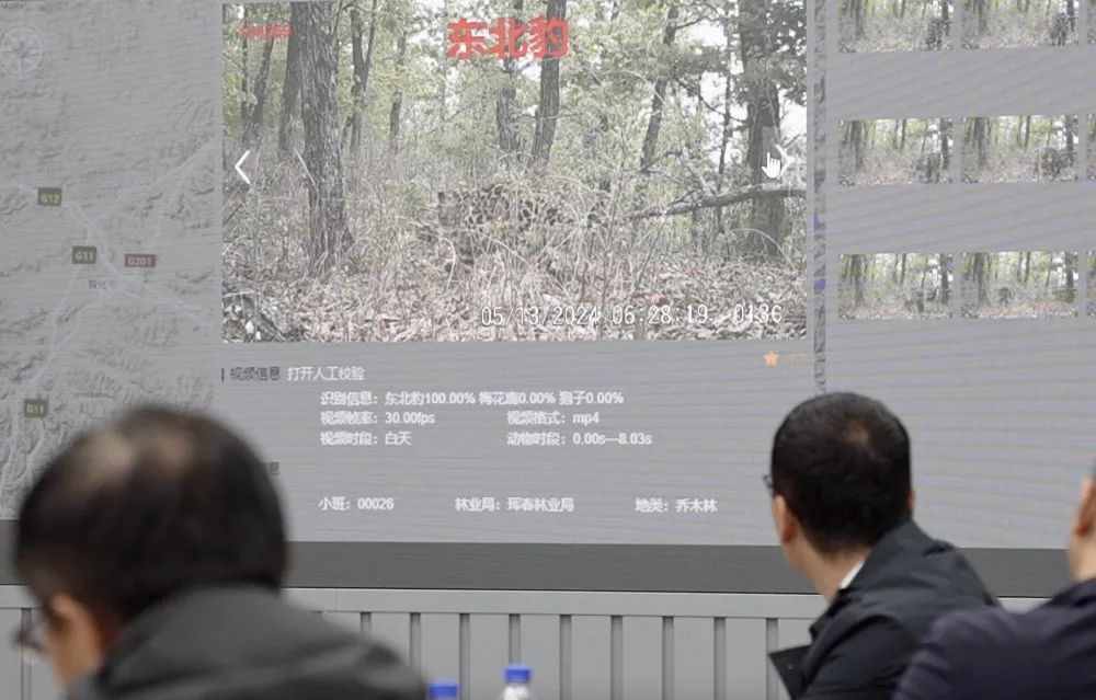 守护东北虎豹回归路(图2)