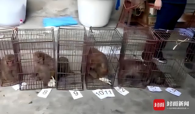避免“双向伤害”生态补偿和行刑衔接能否让人与野生动物共享安宁？丨两会圆桌会(图7)