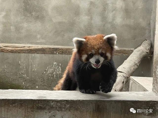避免“双向伤害”生态补偿和行刑衔接能否让人与野生动物共享安宁？丨两会圆桌会(图6)