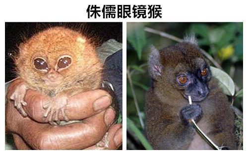 曾经让人们相信的9种早已灭绝的动物但实际上却依然存活着(图1)