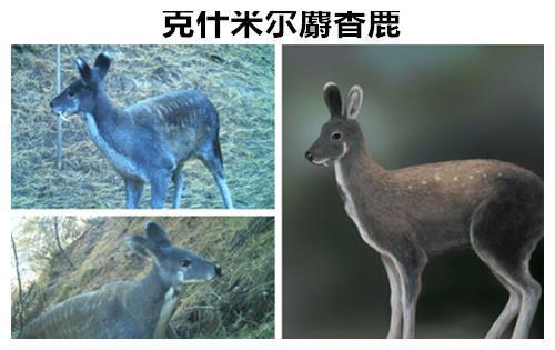 曾经让人们相信的9种早已灭绝的动物但实际上却依然存活着(图2)
