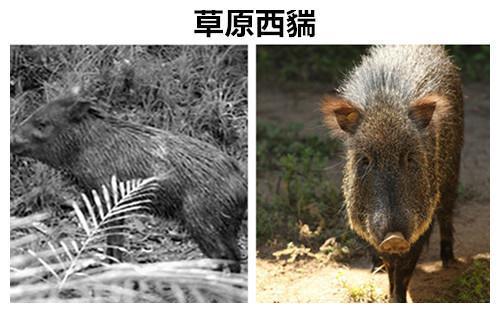 曾经让人们相信的9种早已灭绝的动物但实际上却依然存活着(图4)