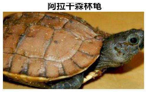 曾经让人们相信的9种早已灭绝的动物但实际上却依然存活着(图7)