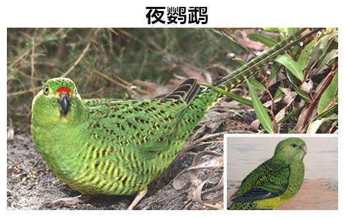 曾经让人们相信的9种早已灭绝的动物但实际上却依然存活着(图8)