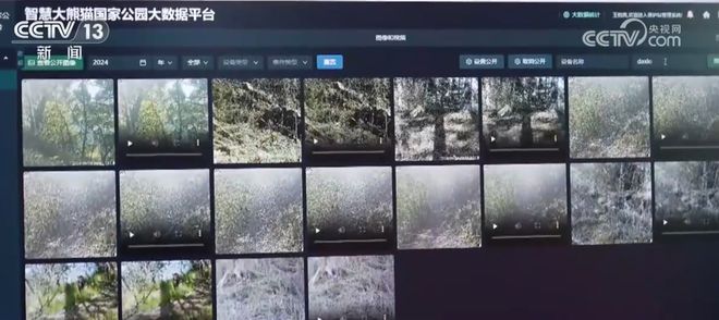 透过数字看“成绩” 我国野生动植物旗舰物种种群数量持续增长(图2)