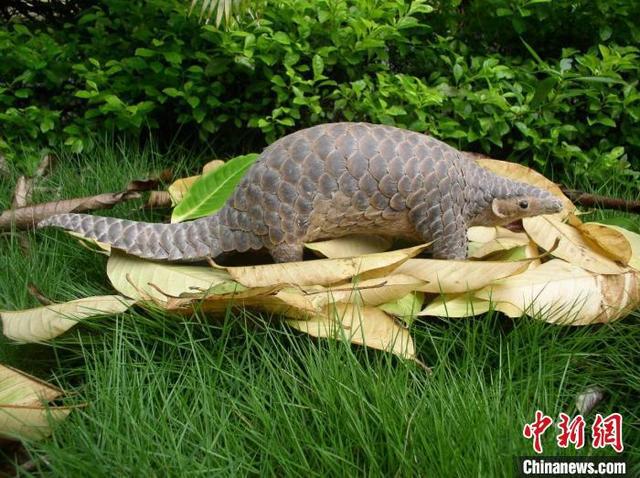 鼎湖山自然保护区：守护中华穿山甲 绘制全球生物地图(图2)