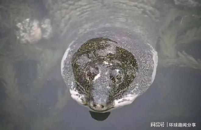最孤独动物…中国仅存1只27亿年活化剂石斑鳖冒头晒背(图2)