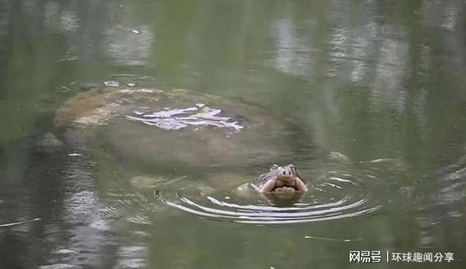 最孤独动物…中国仅存1只27亿年活化剂石斑鳖冒头晒背(图1)