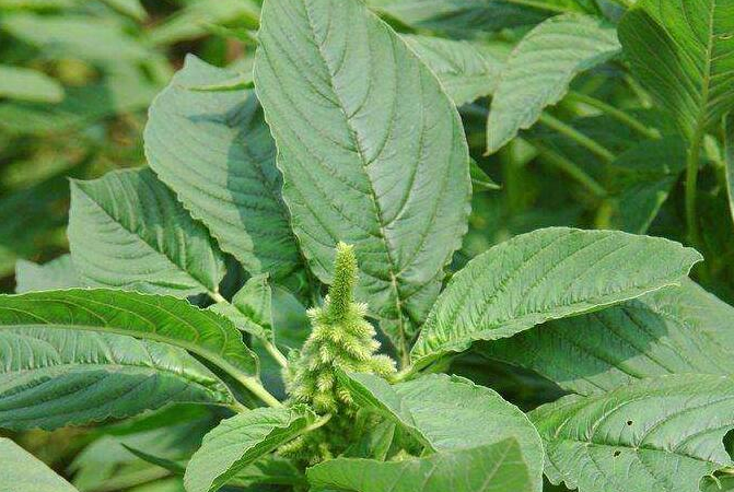 我国外来入侵物种有哪些动植物2021(图3)