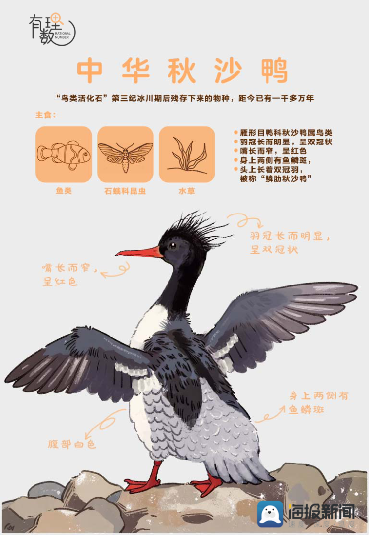 神奇动物在山东①丨中华秋沙鸭(图2)
