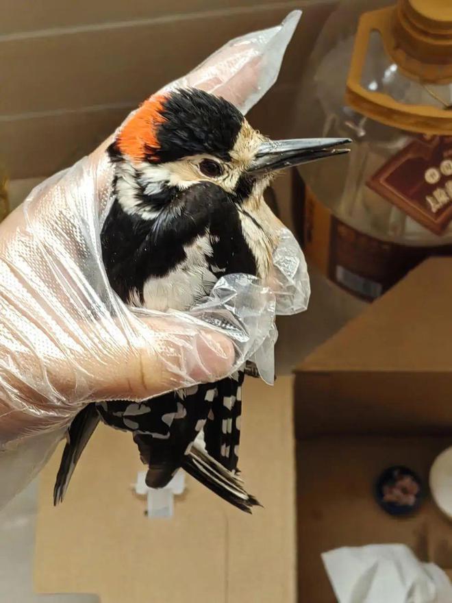 路遇大斑啄木鸟受伤奄奄一息！丰台五小学生传递野生动物保护正能量(图1)