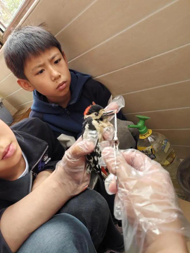 路遇大斑啄木鸟受伤奄奄一息！丰台五小学生传递野生动物保护正能量(图2)