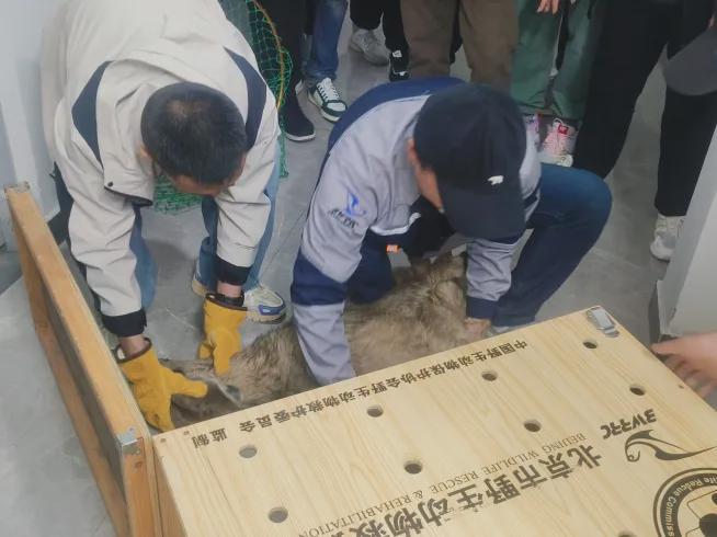 角像鹿蹄似牛头像羊尾像驴……北京一地下车库惊现神秘物种(图1)