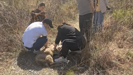 角像鹿蹄似牛头像羊尾像驴……北京一地下车库惊现神秘物种(图2)