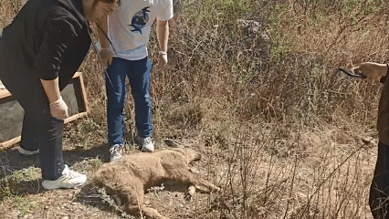 角像鹿蹄似牛头像羊尾像驴……北京一地下车库惊现神秘物种(图3)