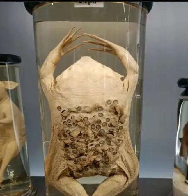建国以来在我国境内永远消失的13个物种它们只留下了照片！(图16)