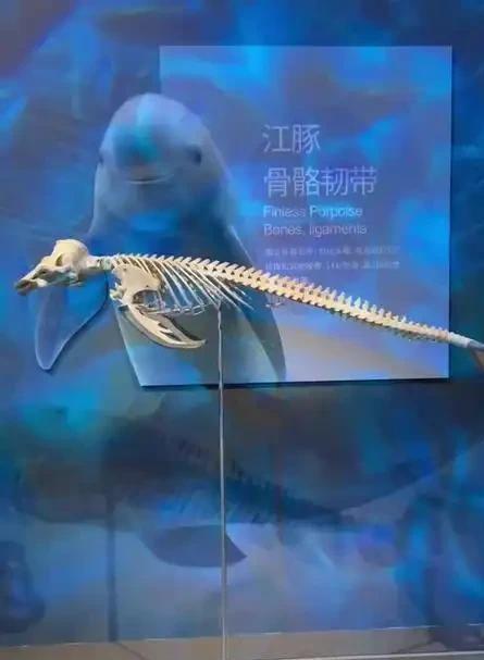 建国以来在我国境内永远消失的13个物种它们只留下了照片！(图25)