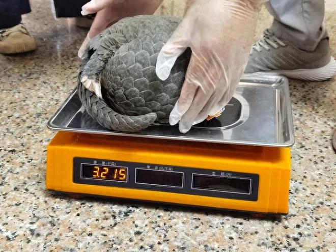 灭绝风险远超熊猫！2022年浙江10天内2次发现拔甲片后放生(图6)