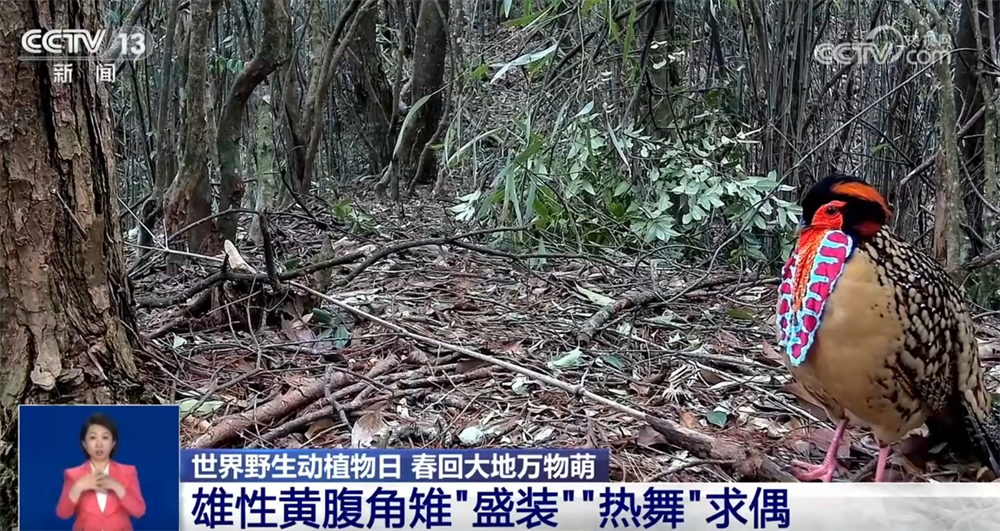 春回大地万物萌动 珍稀野生动物频“亮相” 美丽中国生机盎然(图1)