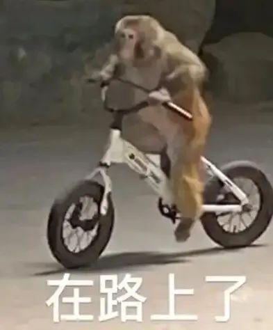 最强赏猴攻略！怎么在法国博瓦尔动物园看金丝猴？带你探秘中国“国宝”旅法生活(图2)