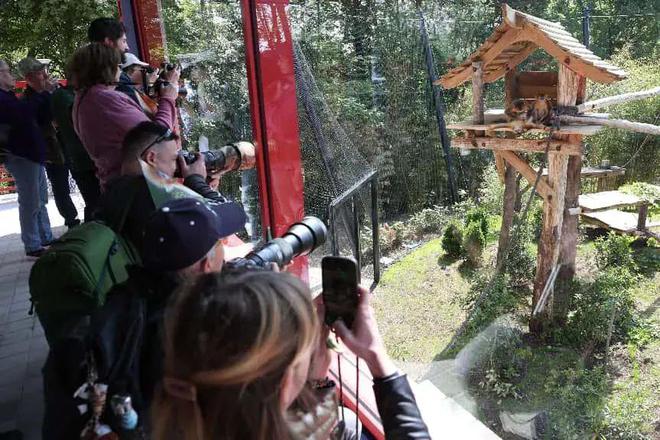 旅法中国金丝猴首次与法国公众见面 灵动可爱获名“金花”“金豆”宝”(图4)