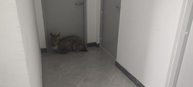 中华斑羚闯入丰台一小区地下车库已被救援放归(图1)