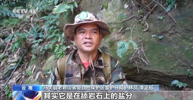 国家二级萌物出镜幼崽蹦跳抢镜 成年鬣羚探路超谨慎(图2)