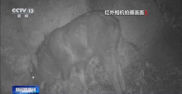 国家二级萌物出镜幼崽蹦跳抢镜 成年鬣羚探路超谨慎(图3)
