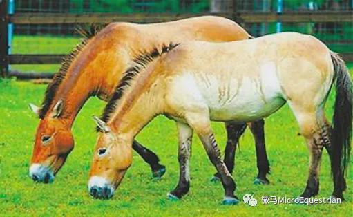 比大熊猫还珍稀！一匹像驴的马(图4)