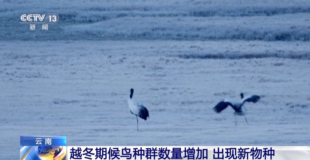 西藏生态保护：利泽高原、惠及全球(图1)