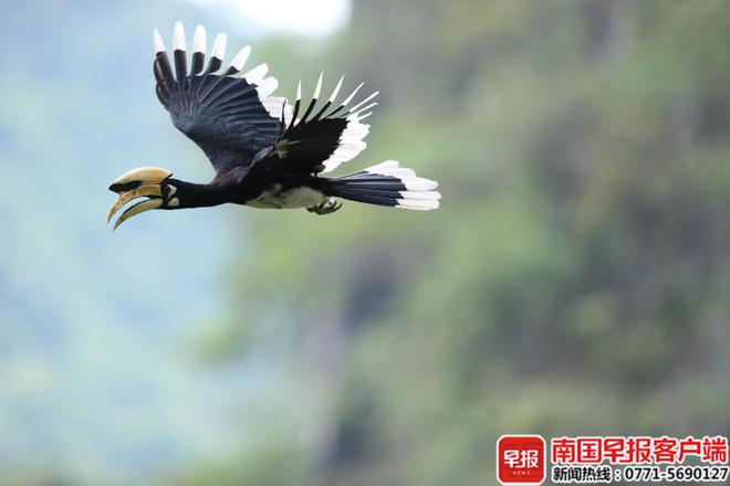 广西珍稀动物保护成效显著！恩城保护区这个石洞里又将有好消息传出(图1)