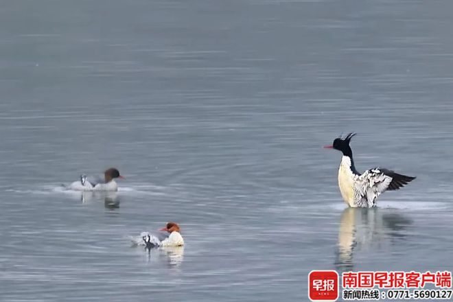 广西珍稀动物保护成效显著！恩城保护区这个石洞里又将有好消息传出(图2)