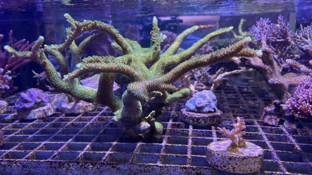 海南确定2种全球新物种 35种中国新记录种(图3)