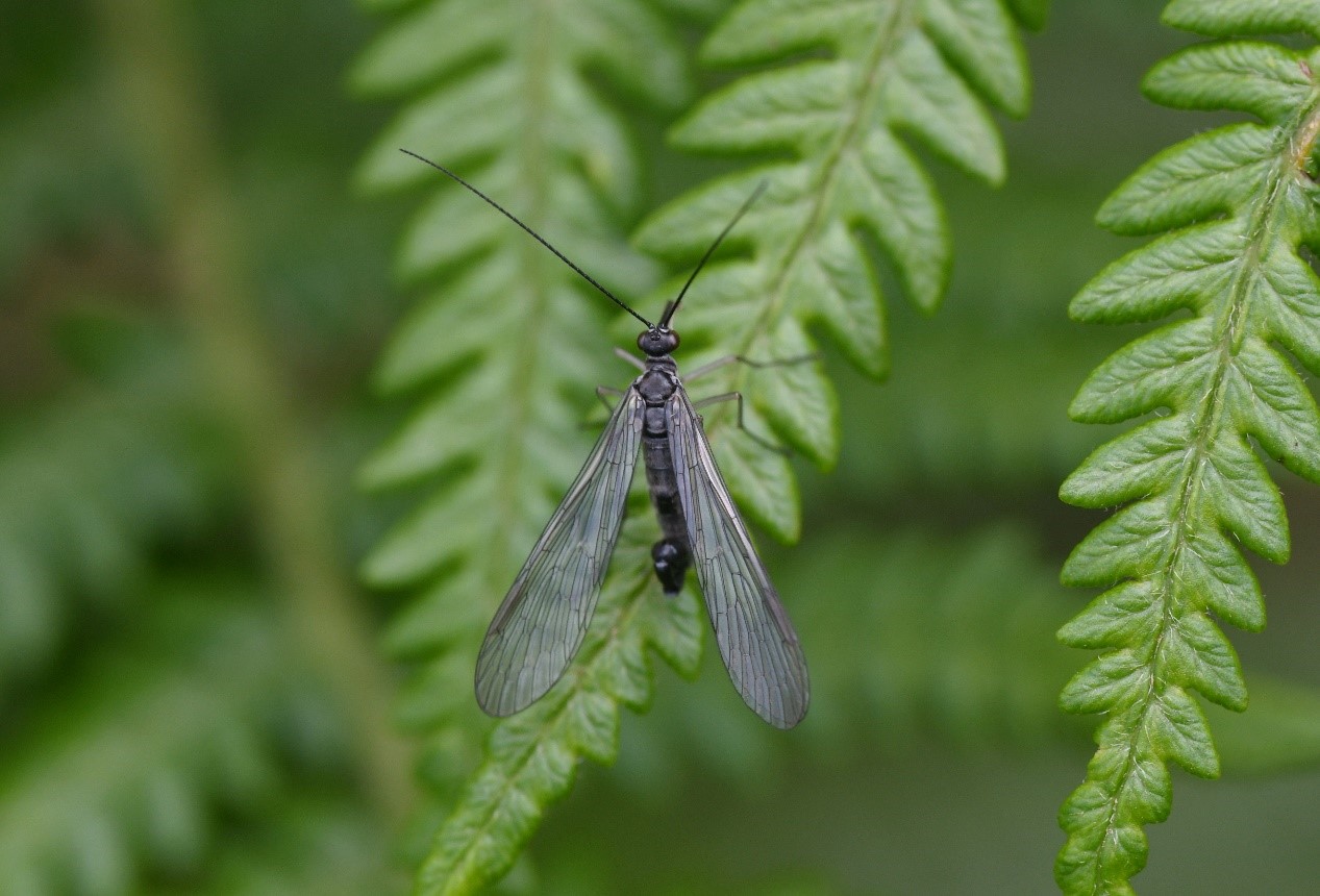 开启“自然盲盒”！广东平均每三天发现一个新物种(图1)