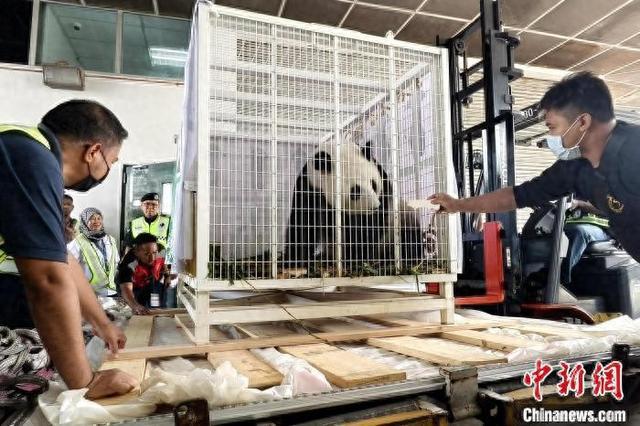 中国旅马大熊猫“福娃”“凤仪”启程回国(图1)