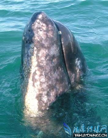 世界十大濒危珍稀动物一个物种的消失会造成什么影响？(图1)