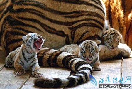 世界十大濒危珍稀动物一个物种的消失会造成什么影响？(图4)