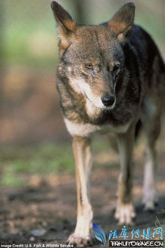 世界十大濒危珍稀动物一个物种的消失会造成什么影响？(图2)