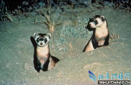 世界十大濒危珍稀动物一个物种的消失会造成什么影响？(图5)