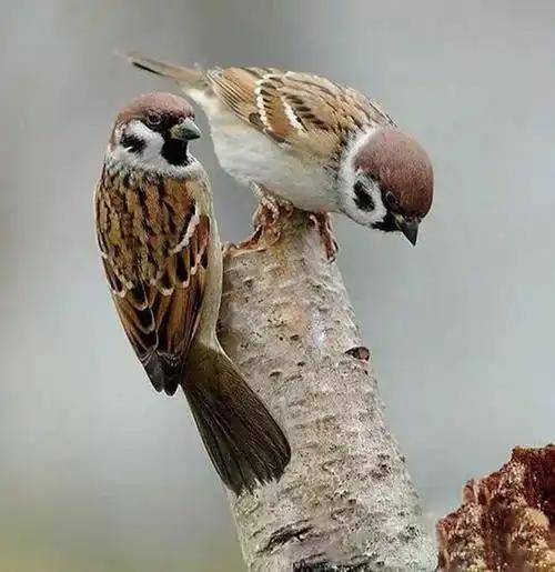 极危物种！2023年安徽农民捕1000多只养肥后再卖被罚款判刑(图1)