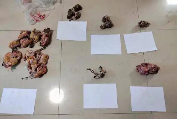 极危物种！2023年安徽农民捕1000多只养肥后再卖被罚款判刑(图5)