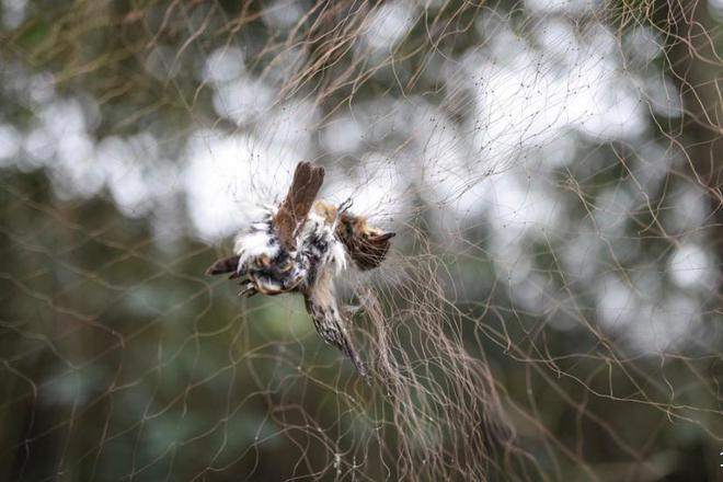 极危物种！2023年安徽农民捕1000多只养肥后再卖被罚款判刑(图4)