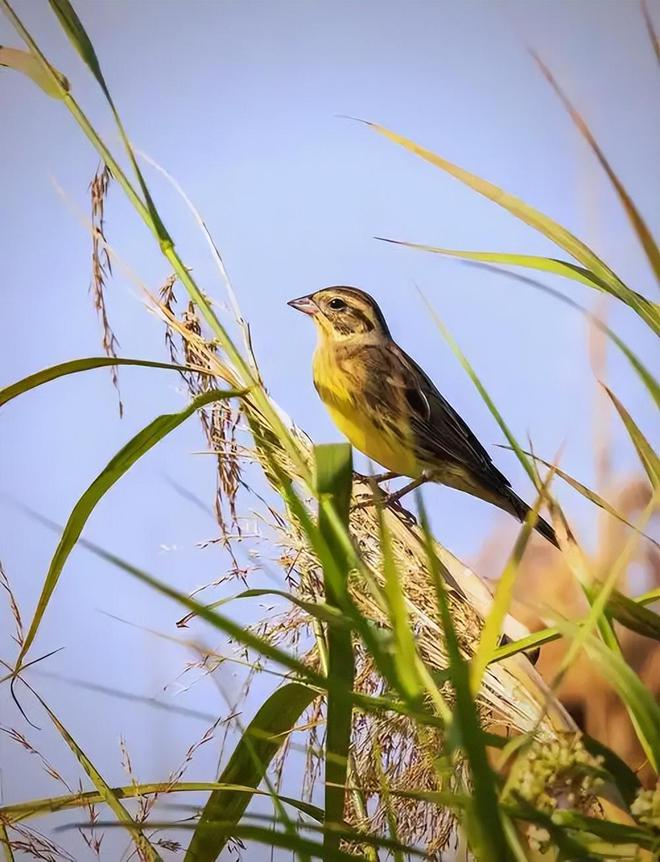 极危物种！2023年安徽农民捕1000多只养肥后再卖被罚款判刑(图13)