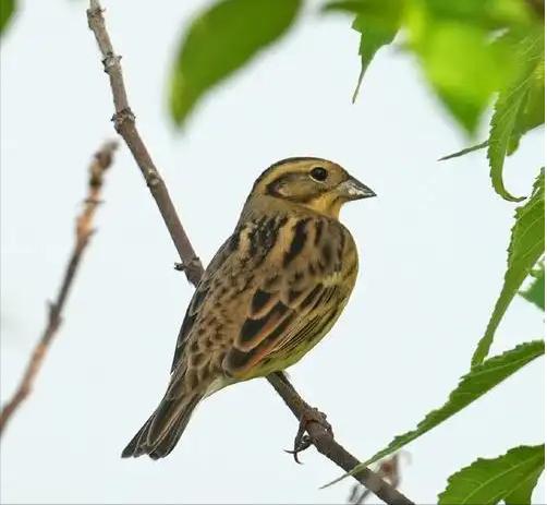 极危物种！2023年安徽农民捕1000多只养肥后再卖被罚款判刑(图14)