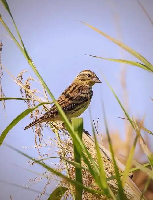 极危物种！2023年安徽农民捕1000多只养肥后再卖被罚款判刑(图11)