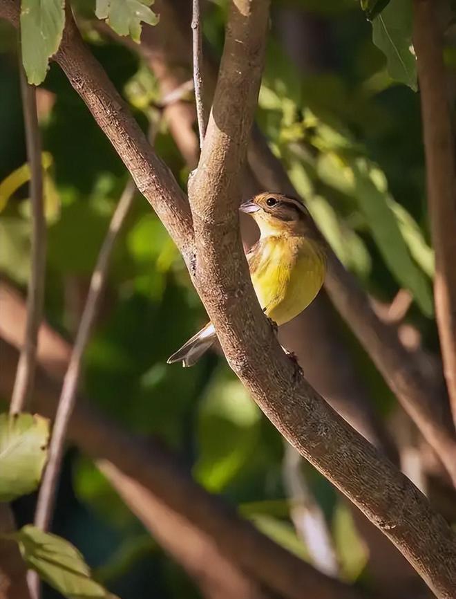 极危物种！2023年安徽农民捕1000多只养肥后再卖被罚款判刑(图12)