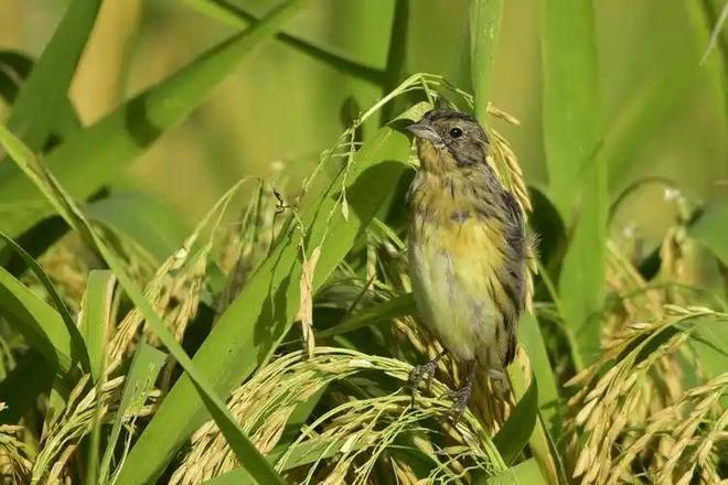 极危物种！2023年安徽农民捕1000多只养肥后再卖被罚款判刑(图15)
