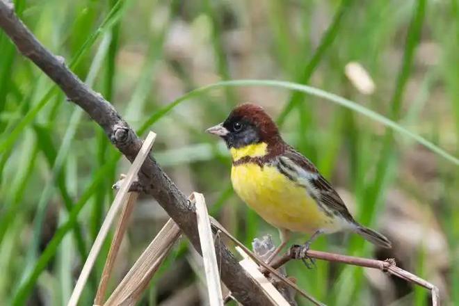 极危物种！2023年安徽农民捕1000多只养肥后再卖被罚款判刑(图9)